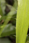 Southern rattlesnake master